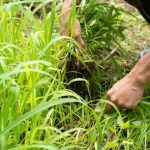 草むしり・草刈り